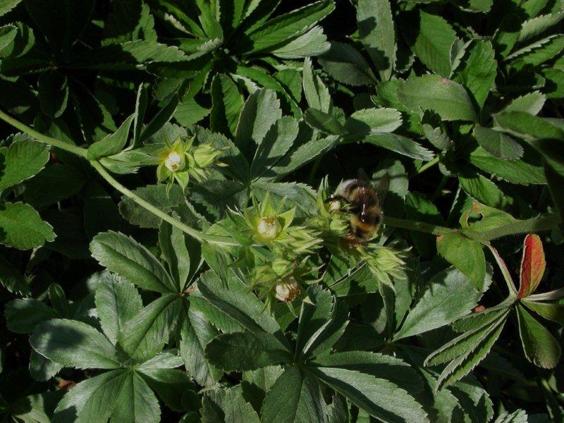 Potentilla valderia / Cinquefoglie di Valdieri